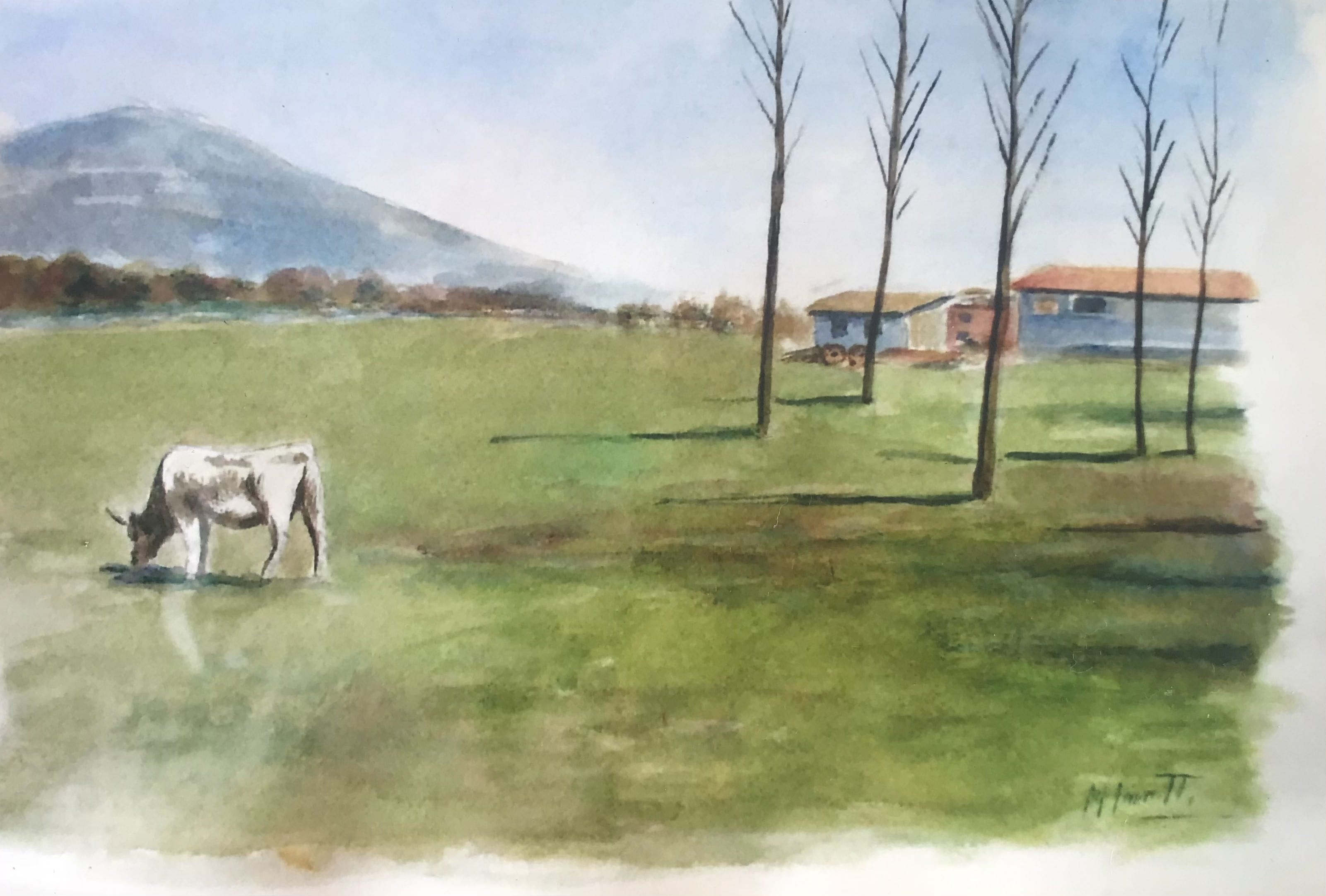 Bue al pascolo - acquarello 40x50